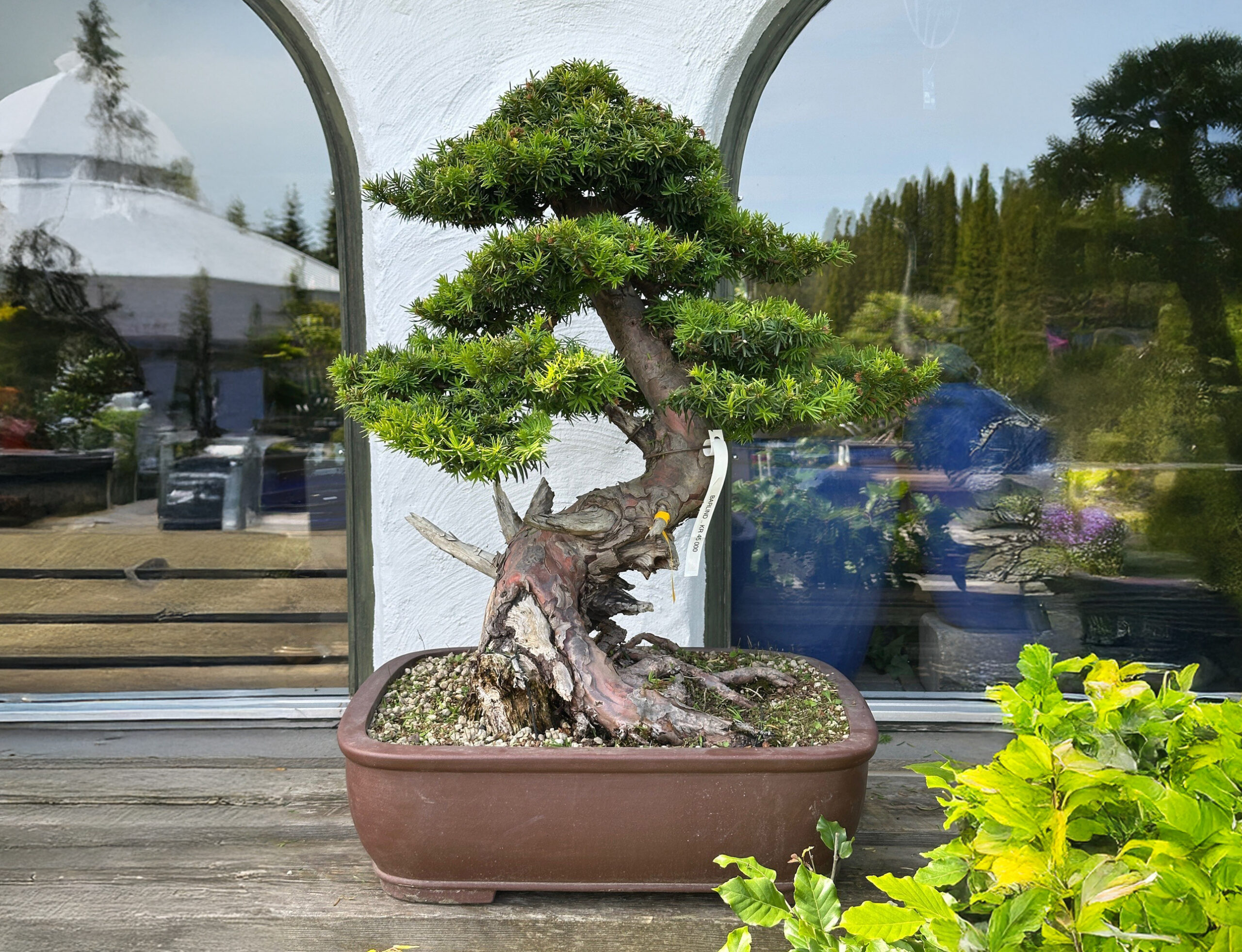 barlind-bonsai2 barlind-bonsai2