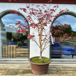 Japanlønn (Acer Palmatum)