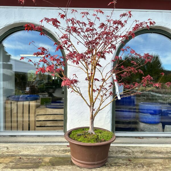 Japanlønn (Acer Palmatum)