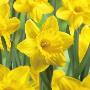 Blomsterløk Påskelilje Carlton (storpakning)