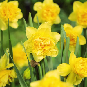 Blomsterløk Påskelilje Dick Wilden