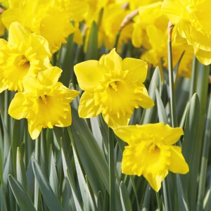 Blomsterløk Påskelilje Dutch Master