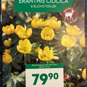 Blomsterløk Storvinterblomst