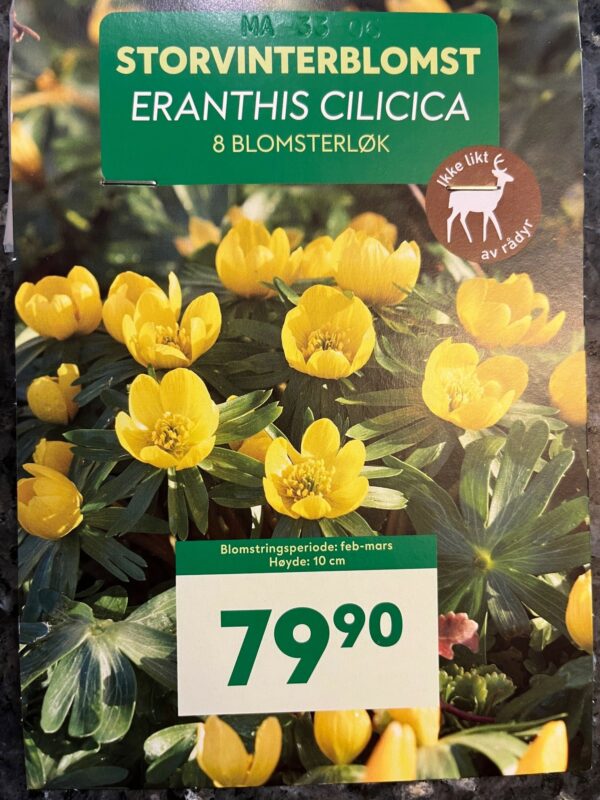 Blomsterløk Storvinterblomst
