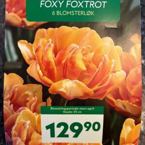 Blomsterløk Tulipan Foxy Foxtrot