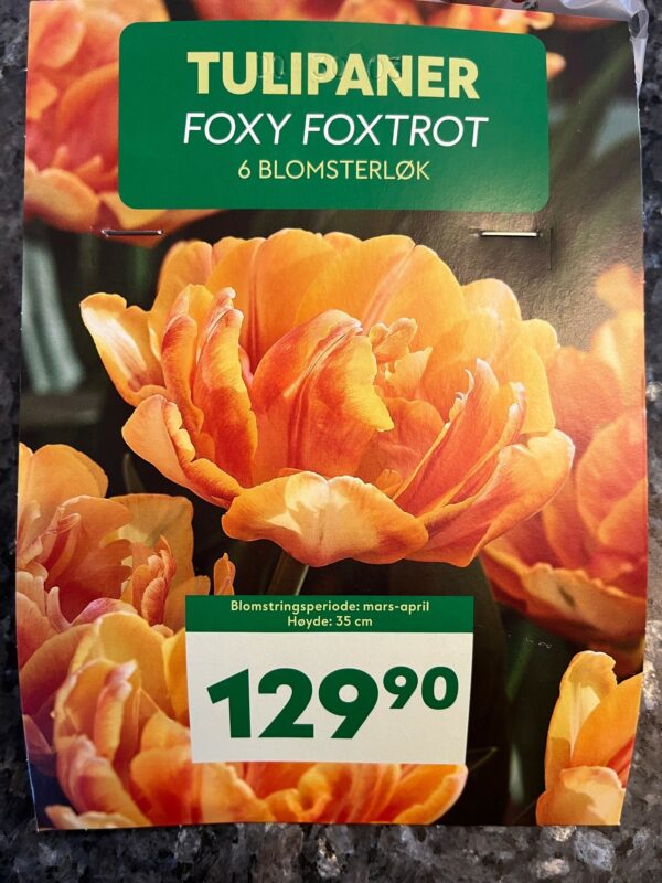 Blomsterløk Tulipan Foxy Foxtrot