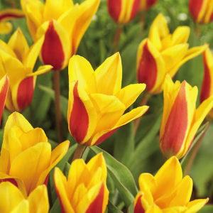 Blomsterløk Tulipan Goudstuk