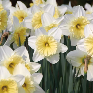 Blomsterløk Påskelilje Ice follies (storpakning)
