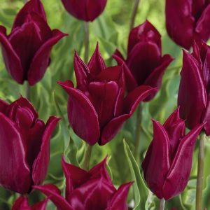 Blomsterløk Tulipan Lasting Love