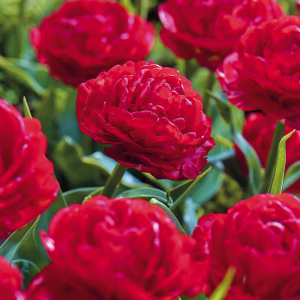 Blomsterløk Tulipan Pamplona