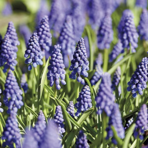 Blomsterløk Perleblomst (storpakning)