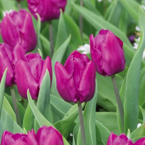 Blomsterløk Tulipan Purple Prince