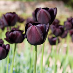 Blomsterløk Tulipan Queen of Night (storpakning)