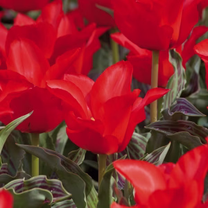 Blomsterløk Tulipan Red riding hood