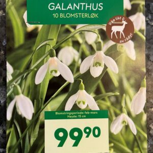 Blomsterløk Snøklokke