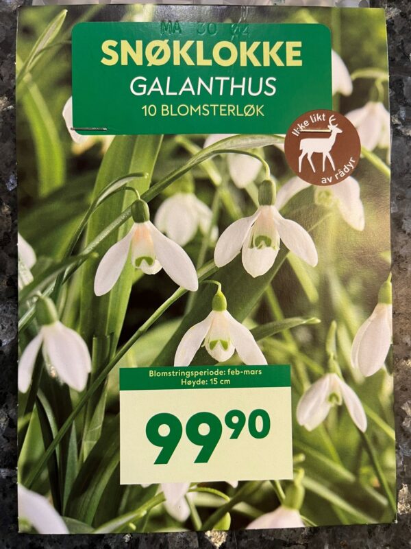 Blomsterløk Snøklokke