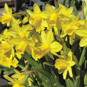 Blomsterløk Påskelilje Tete-a-tete