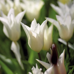 Blomsterløk Tulipan White Triumphator