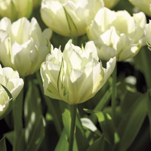 Blomsterløk Tulipan White valley