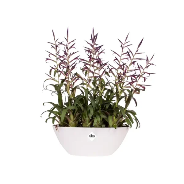 Oval plastpotte - Bilde 2