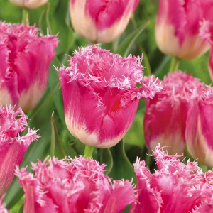 Blomsterløk Tulipan Fancy Frills