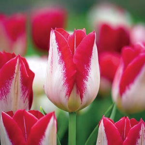 Blomsterløk Tulipan Kissable