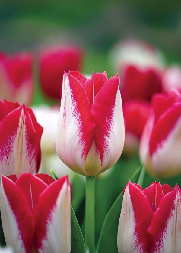 Blomsterløk Tulipan Kissable