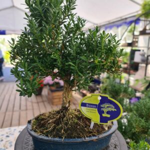 Buxus i potte m/stein
