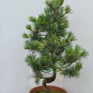 Pinus Parviflora Twist Tre nr 1