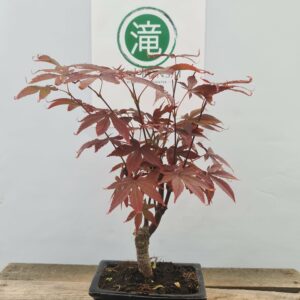 Acer Atropurpureum