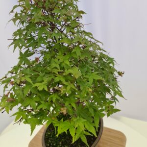 Acer Palmaticum