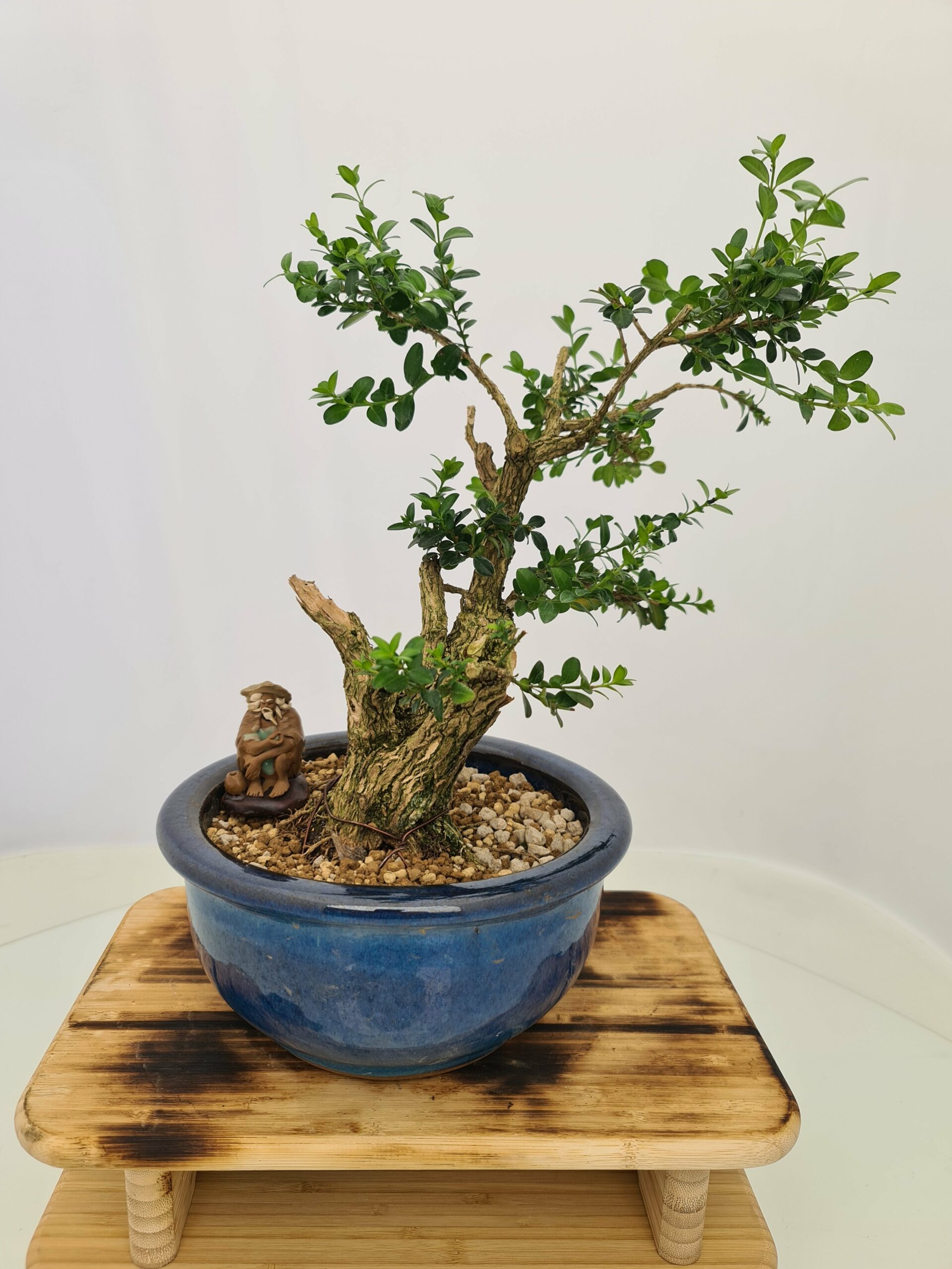 Buxus Semper - Bilde 4