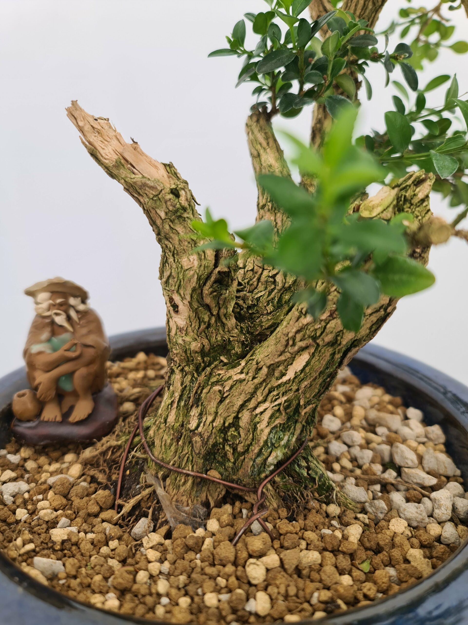 Buxus Semper - Bilde 8
