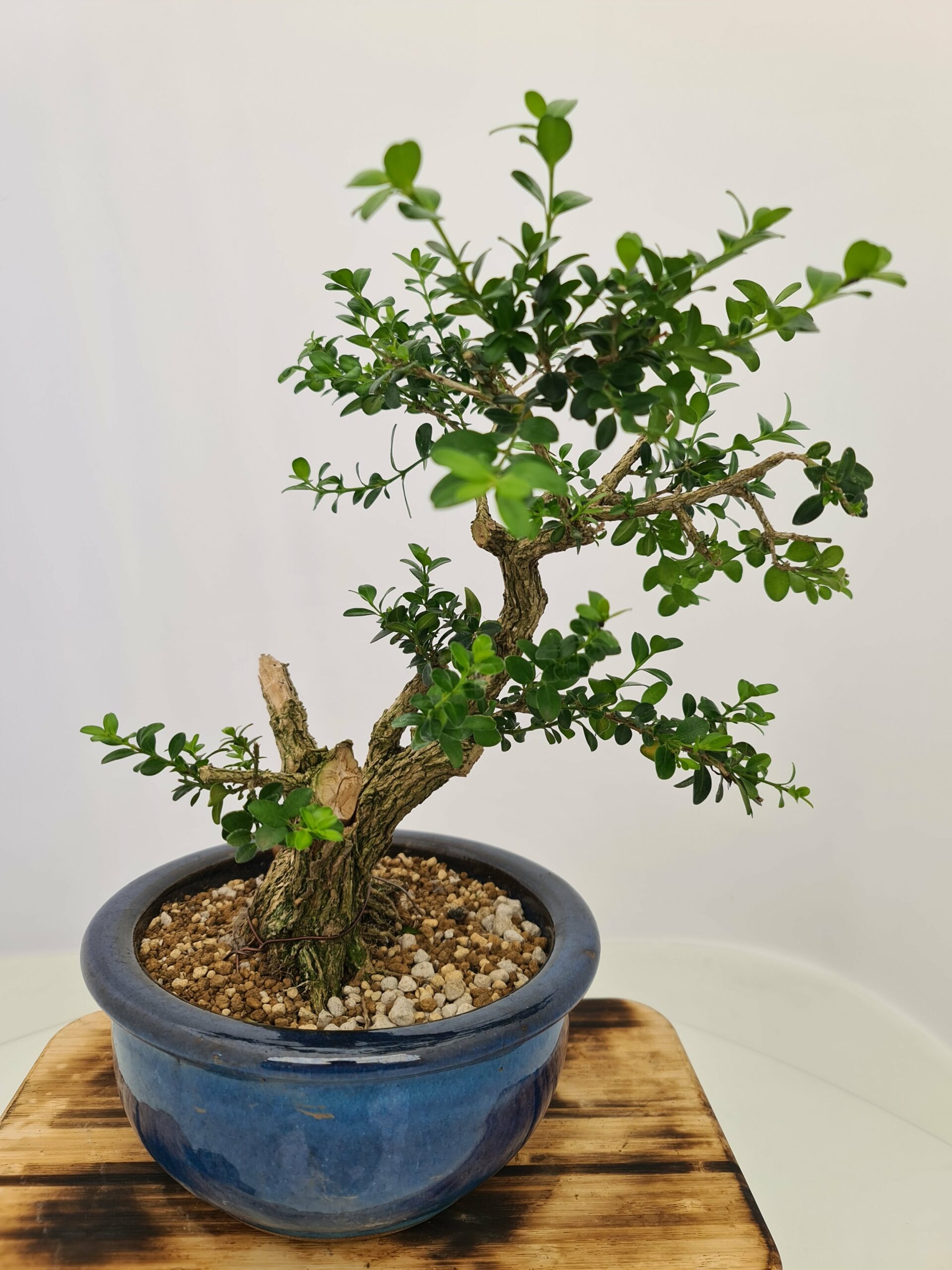 Buxus Semper - Bilde 9