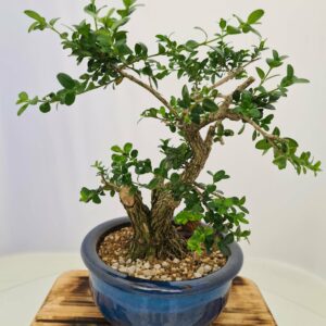 Buxus Semper