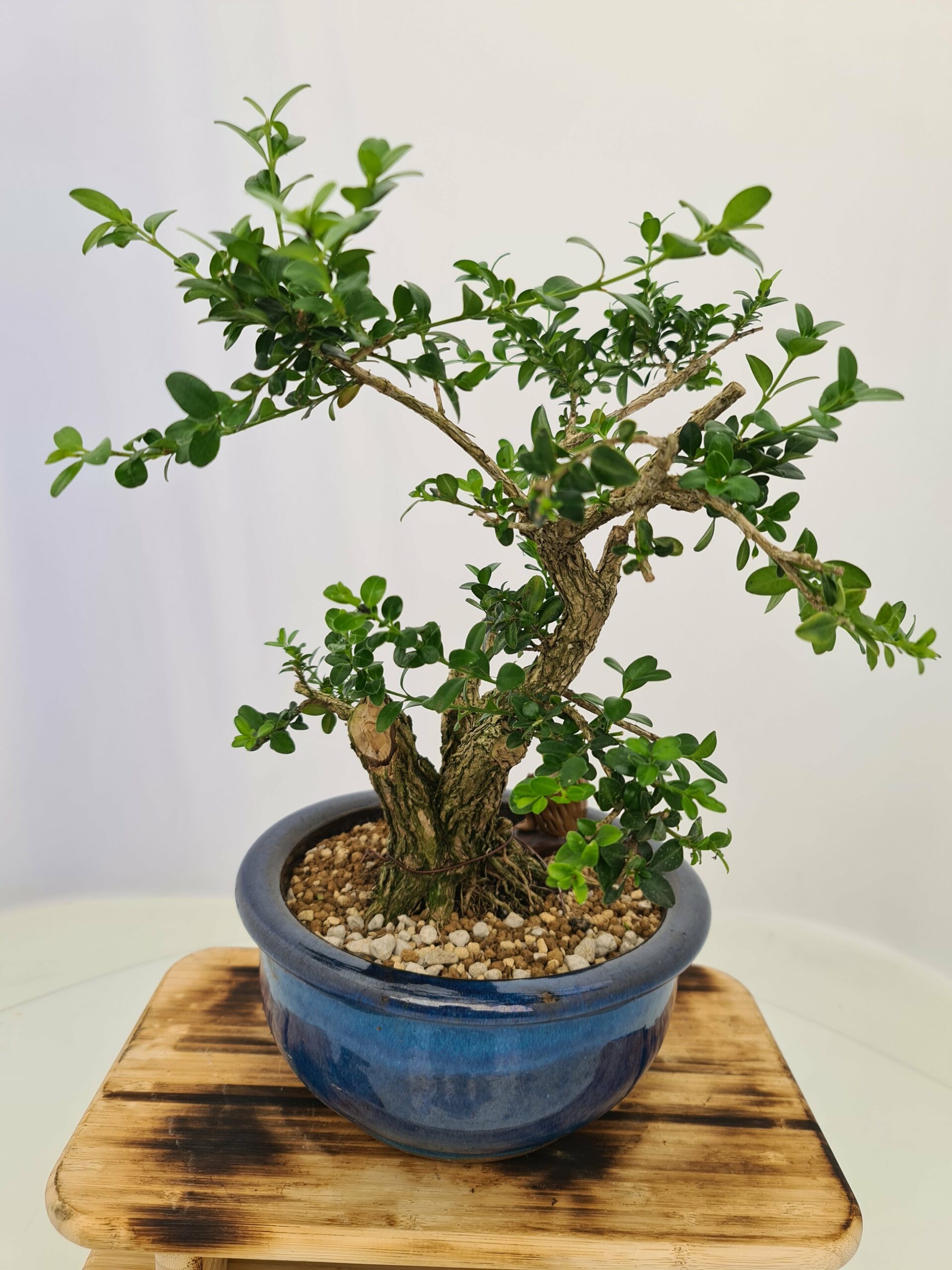 Buxus Semper