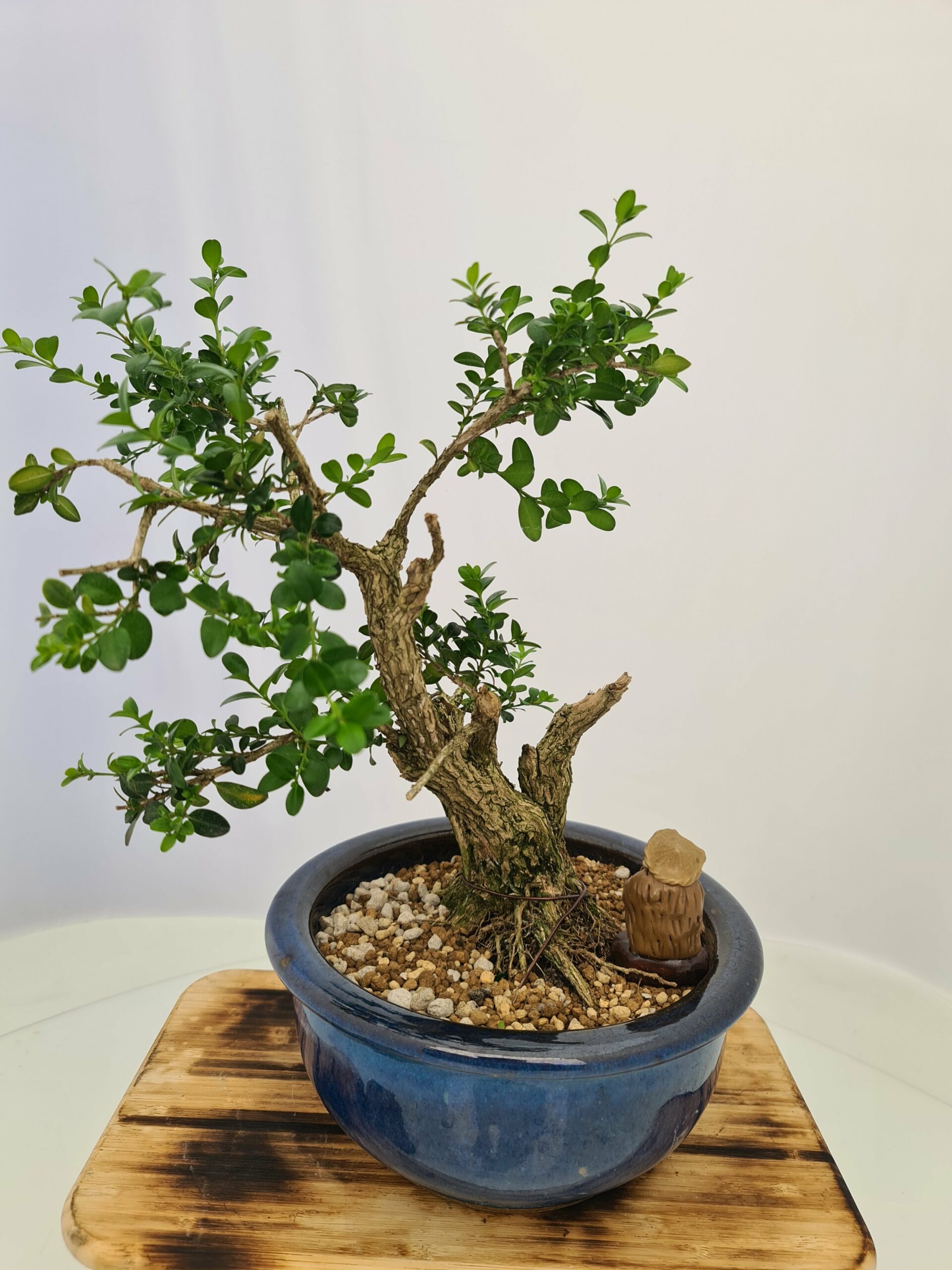 Buxus Semper - Bilde 6