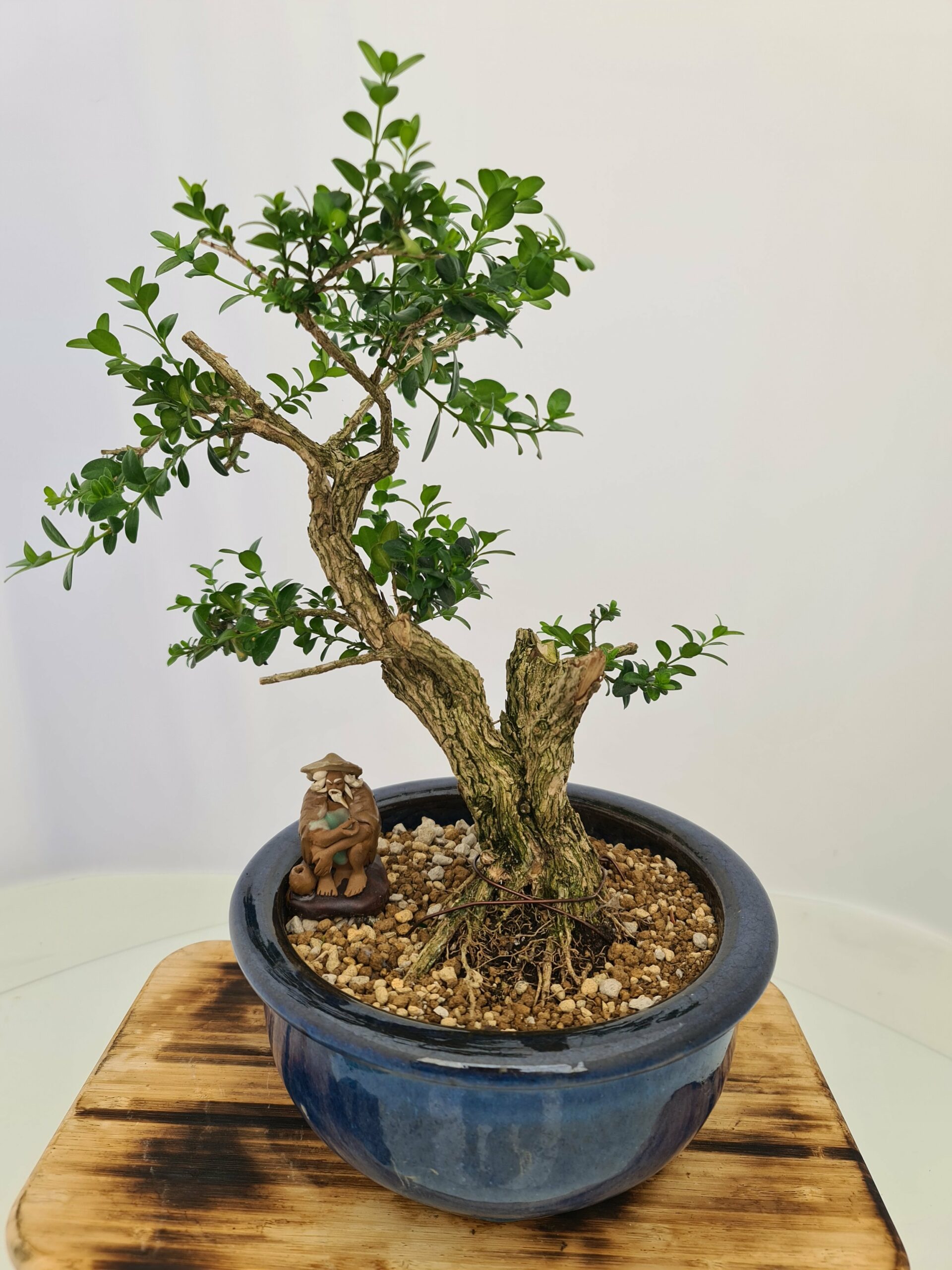 Buxus Semper - Bilde 3
