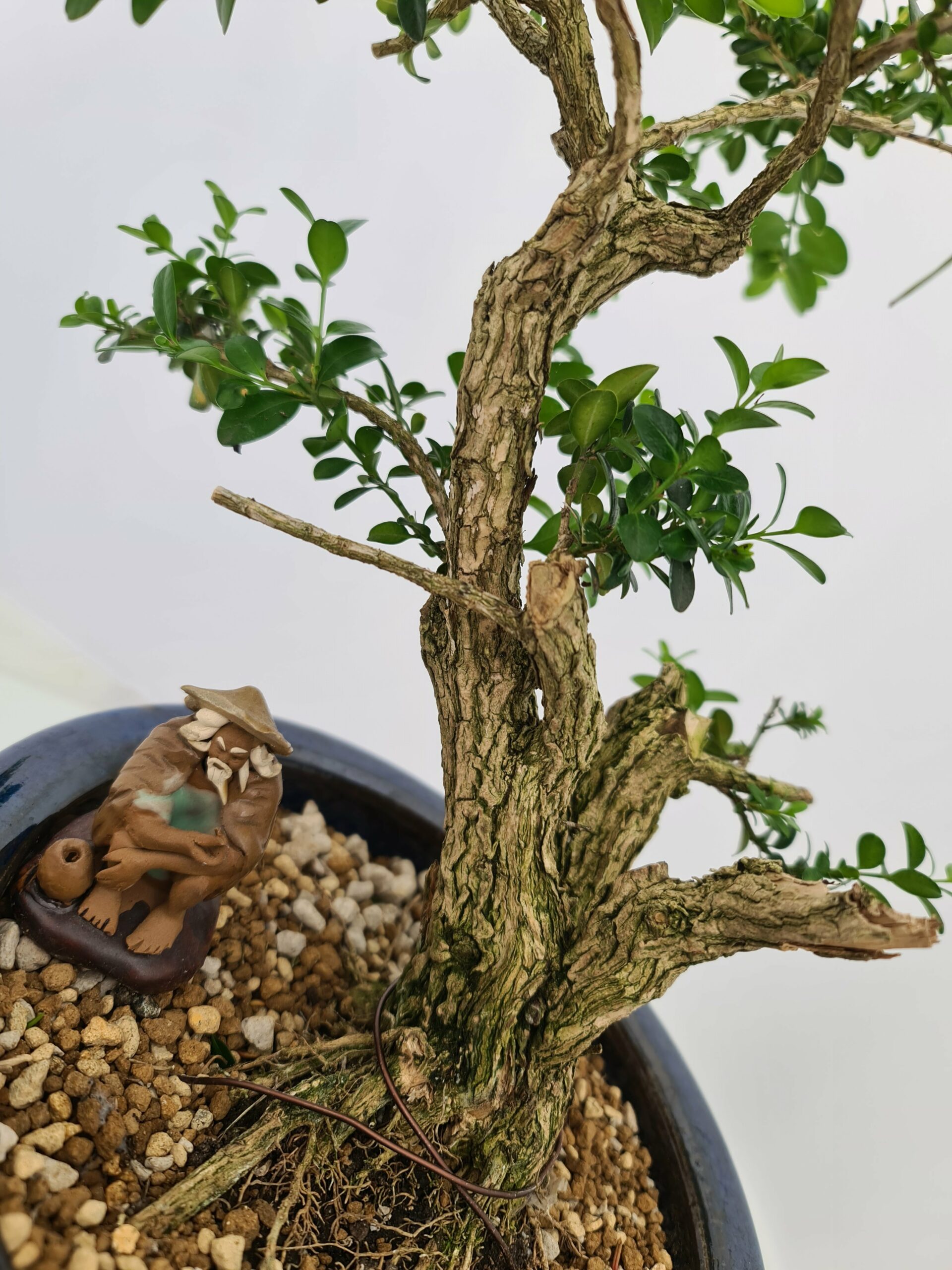 Buxus Semper - Bilde 5