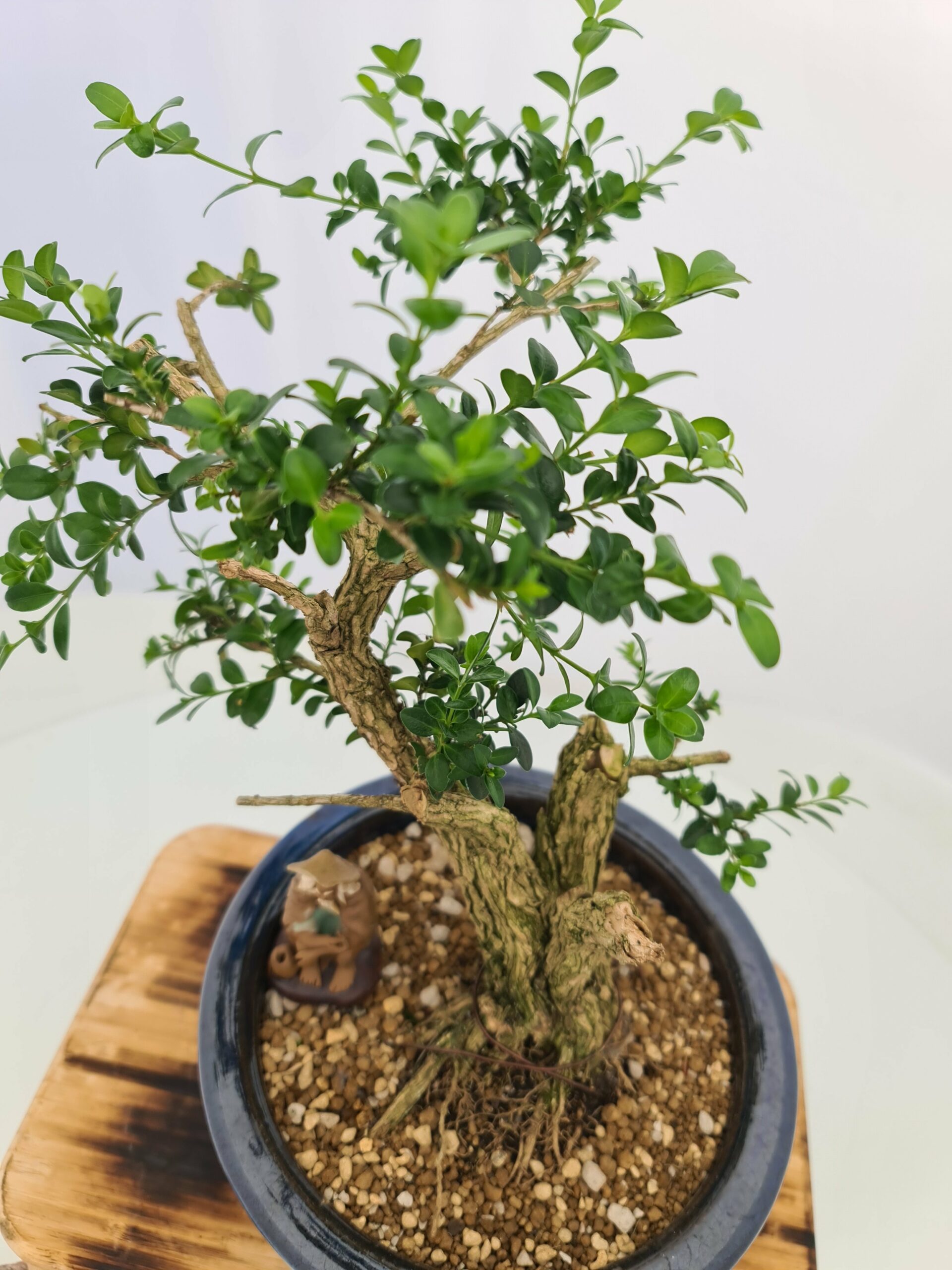 Buxus Semper - Bilde 2