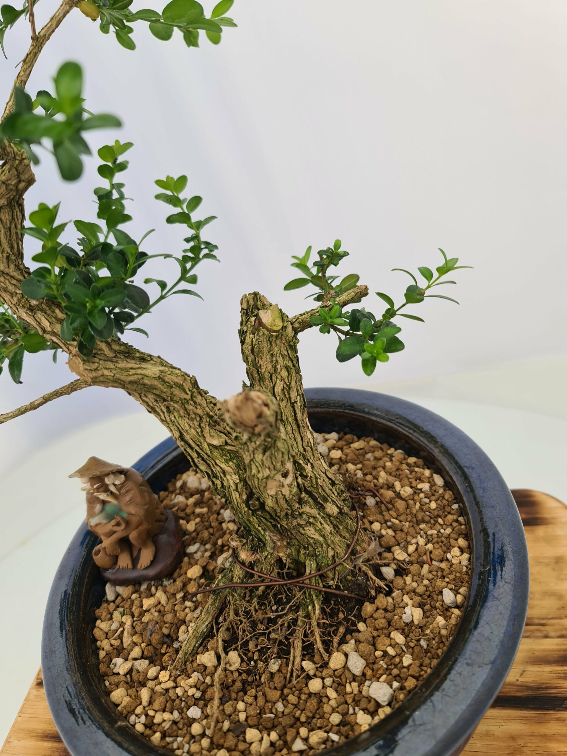 Buxus Semper - Bilde 10