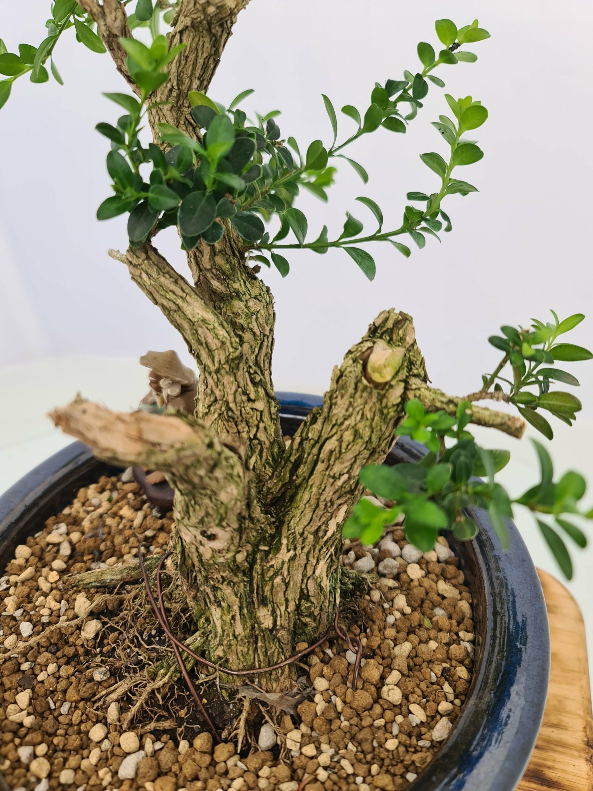 Buxus Semper - Bilde 7