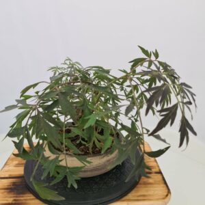 Sambocus Nigra Black Lace