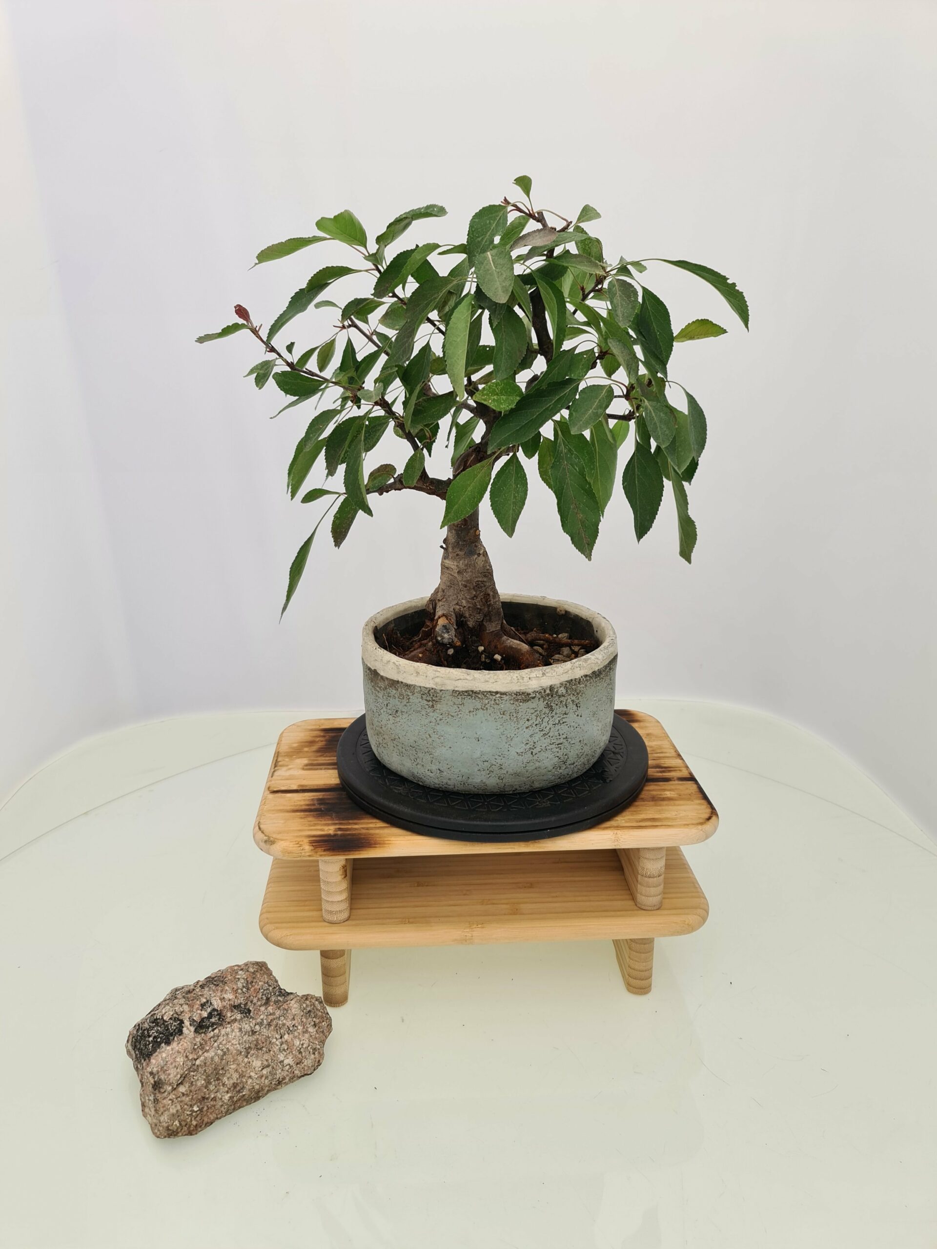 Malus 'Dolgo' - Bilde 5
