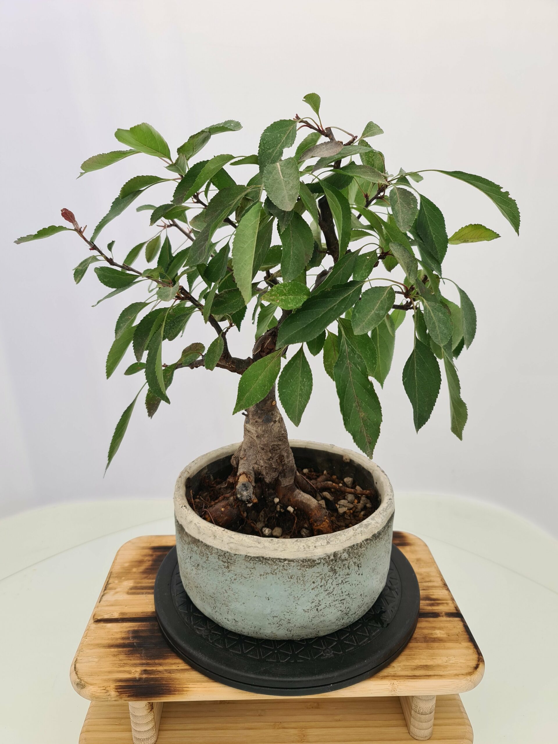Malus 'Dolgo' - Bilde 3