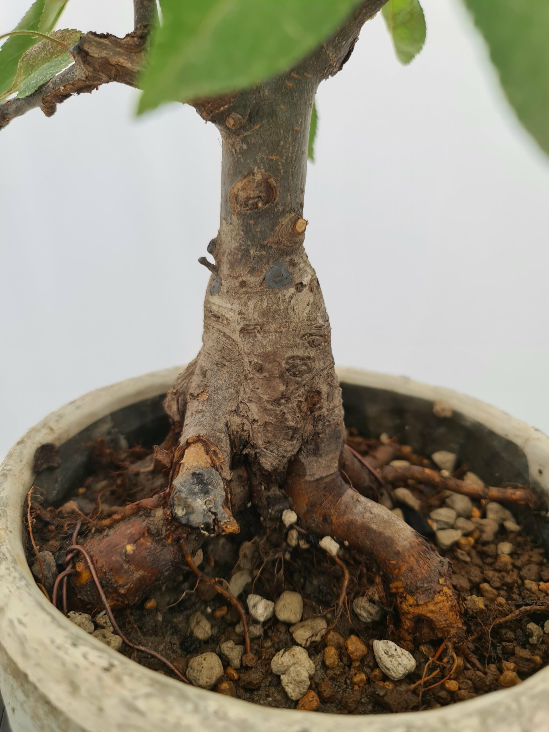 Malus 'Dolgo' - Bilde 4