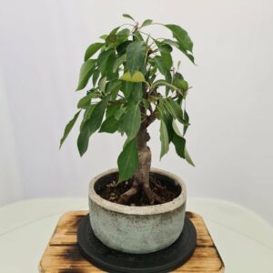 Malus 'Dolgo'