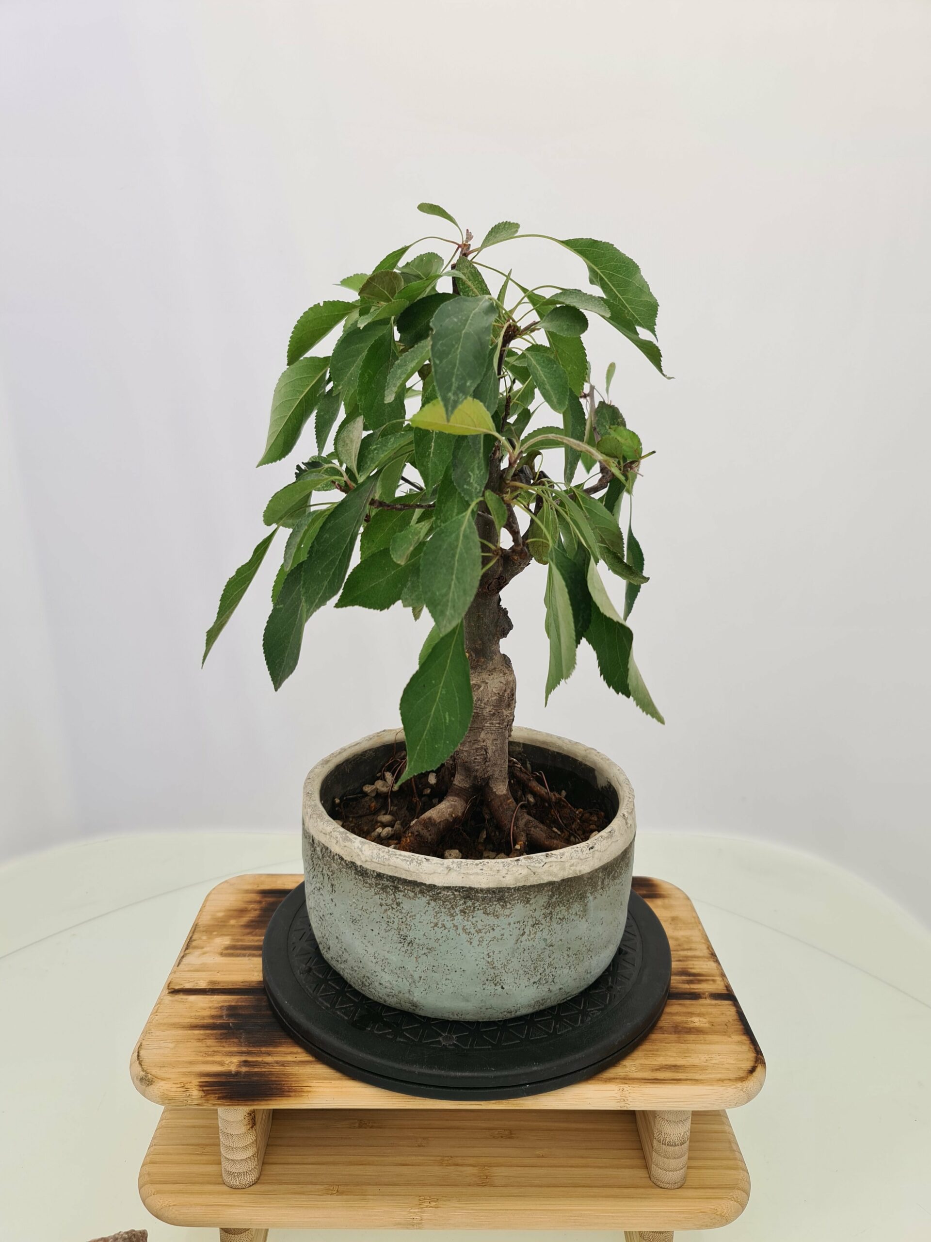 Malus 'Dolgo'