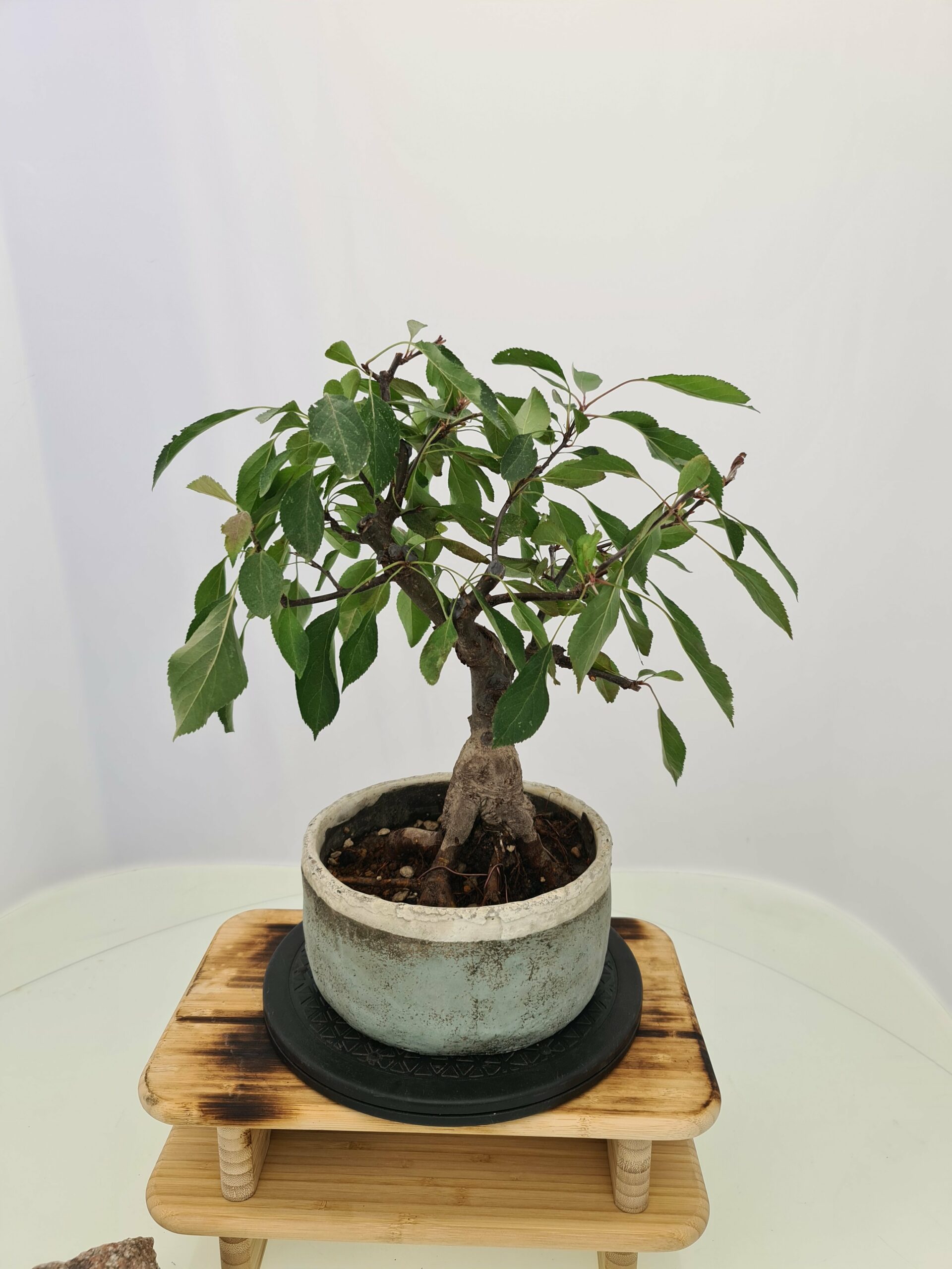 Malus 'Dolgo' - Bilde 2