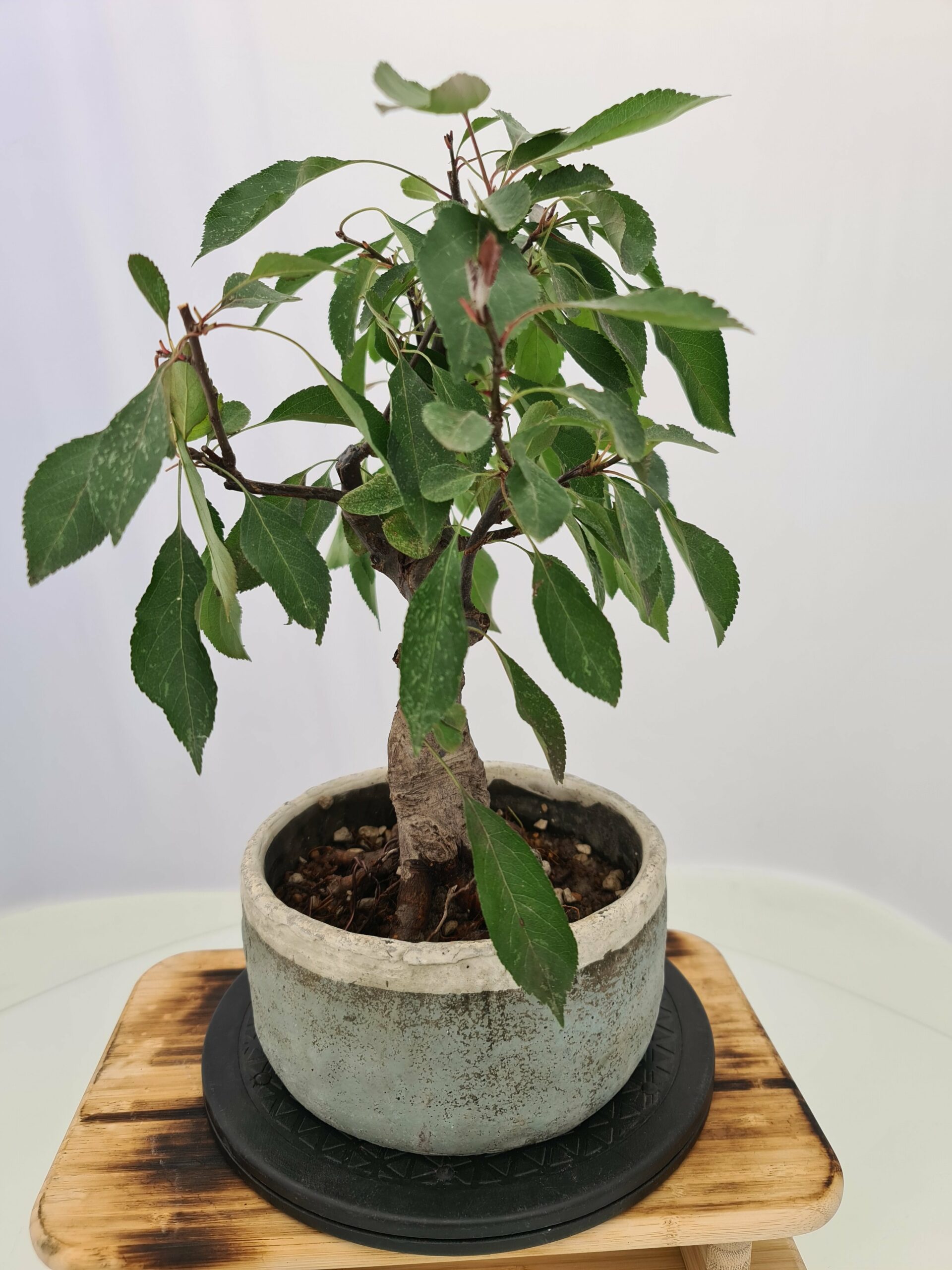Malus 'Dolgo' - Bilde 6